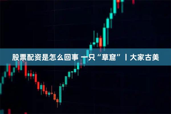 股票配资是怎么回事 一只“草窟”丨大家古美